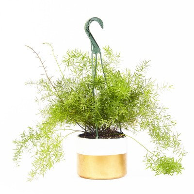 asparagus hanging plant Asparagus aethiopicus 'Sprengeri' (Sprenger's Asparagus Fern)