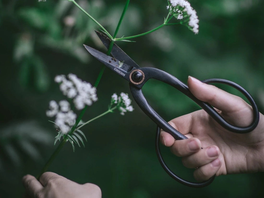 Pruning shears being used to cut the stem of a green plant with white clusters of flowers.