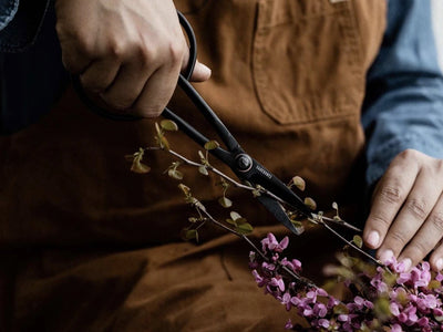 Trimming shears being used to cut a stem on a plant with small green leaves and many pink flowers.