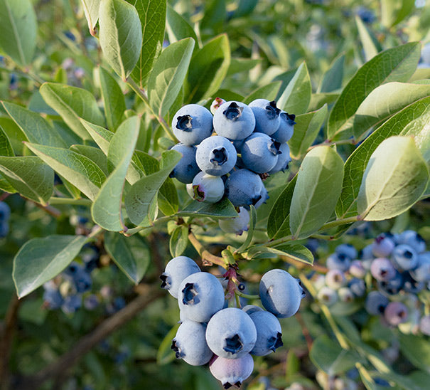 Blueberry 'Razz' (Vaccinium corymbosum)