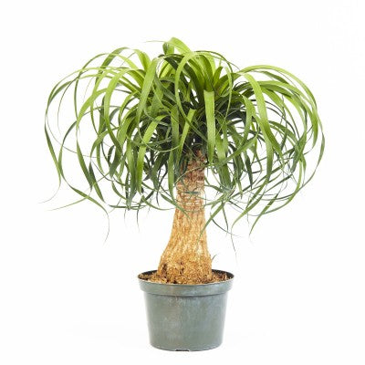 Beaucarnea recurvata (Ponytail Palm)
