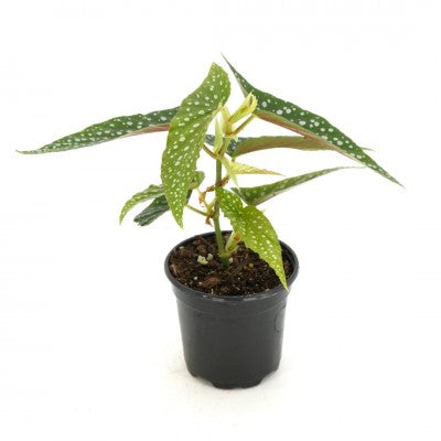 Begonia maculata 'Silver Spot'