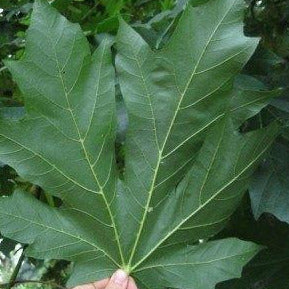 A massive green maple leaf. It is several times larger than the hand holding it at the bottom of the image. 