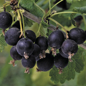 Black Currant Hybrid  'Jostaberry' (Ribes nigrum x uva-crispa) SN