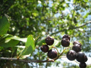 A close-up of the berries of a Black Hawthorne. They are very dark purple. The rest of the plant, mostly green leaves, can be seen in the background.