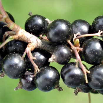 Black Currant  'Black September' (Ribes nigrum) SN