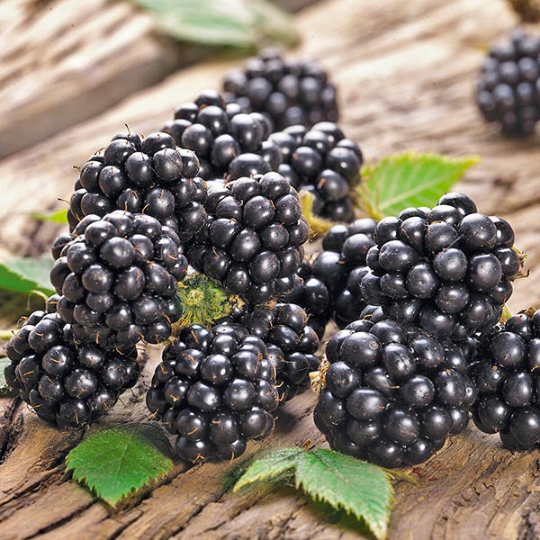 Blackberry 'Chester' (Rubus fruticosus)