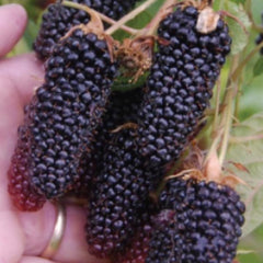 Blackberry 'Columbia Giant' (Rubus fruticosus) LH