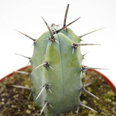 Myrtillocactus geometrizans (Blue Candle Cactus)