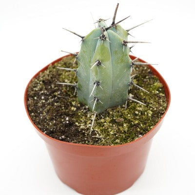 Myrtillocactus geometrizans (Blue Candle Cactus)