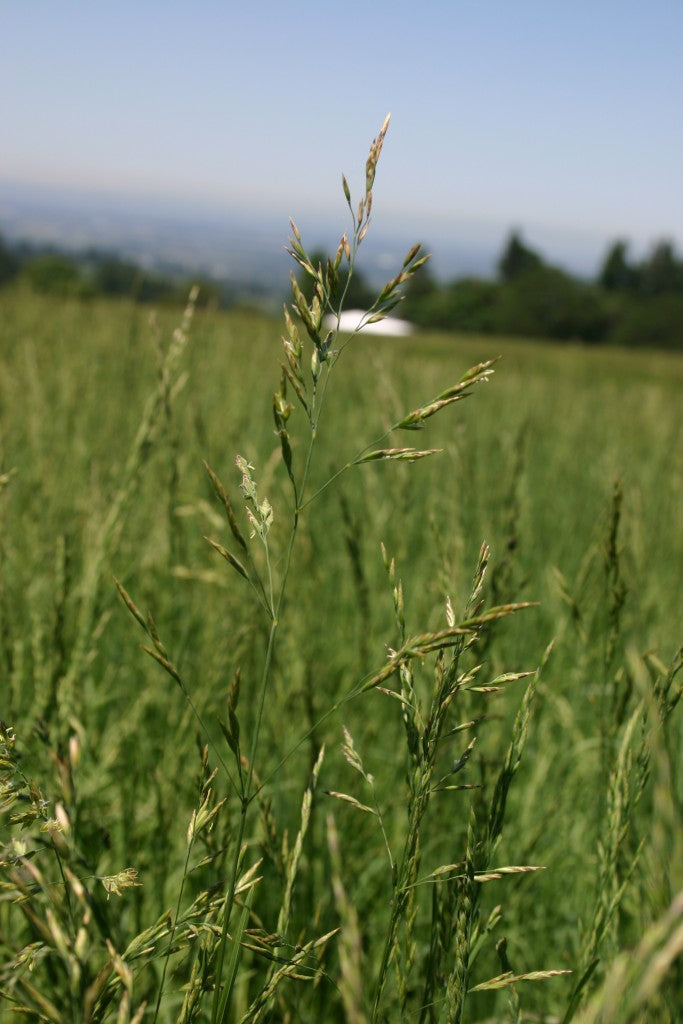 Low Grow Native Grass Economy Seed Mix SF