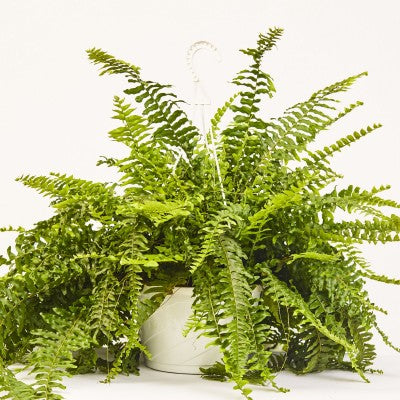 A green fern with many spreading fronds in a white hanging planter.