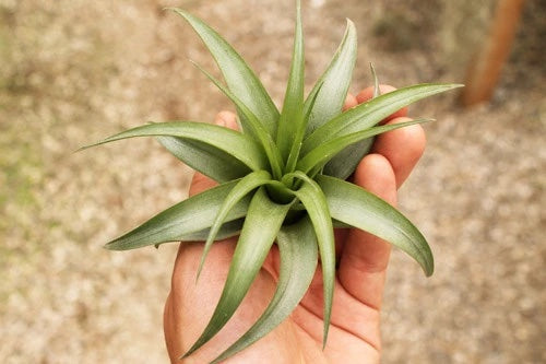A green air plant with long, thin leaves is held in a hand.