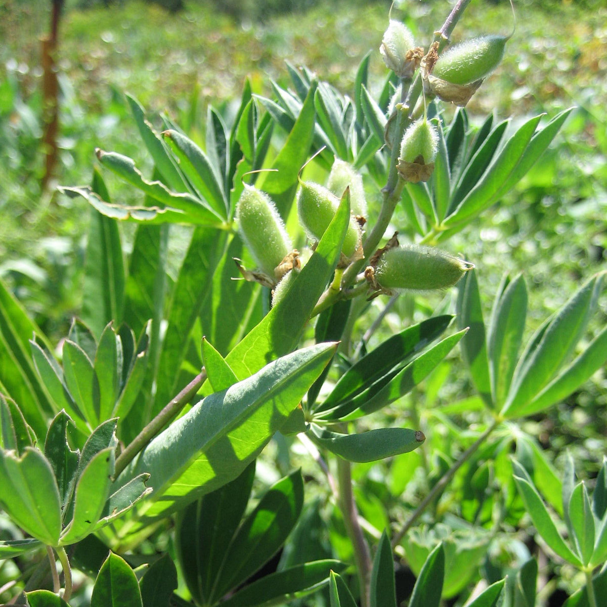 Long green, oval shaped leaves that grow at the top of individual stems. There are some green, fuzzy buds that are soon to be blooming flowers.