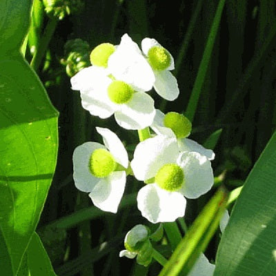 Sagitaria latifolia (Wapato)