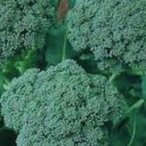 Brassica oleracea 'DeCiccio' (Broccoli) - Seed SS