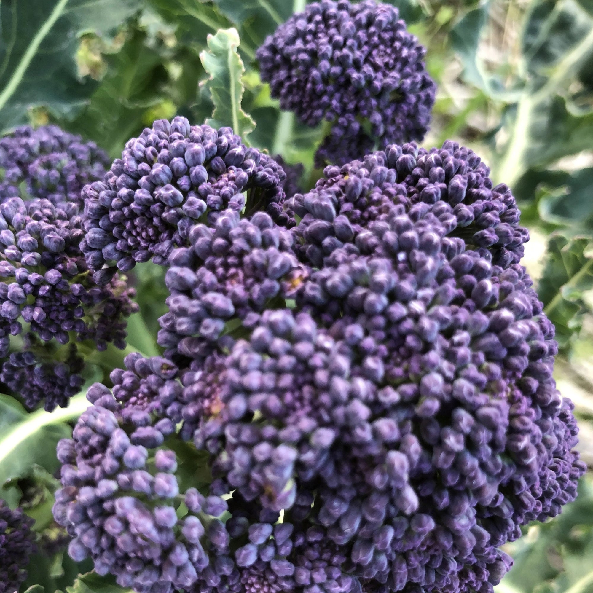Brassica oleracea 'Purple Sprouting' (Broccoli) - Seed SS