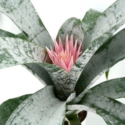 Silver Vase (Bromeliad aechmea fasciata)