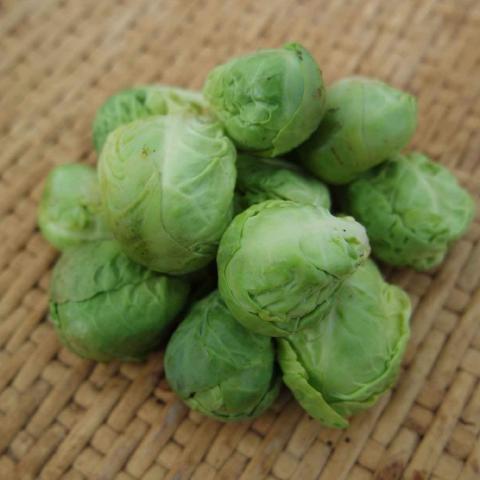 Brassica oleracea 'Darkmar' (Brussel Sprouts) - Seed SS