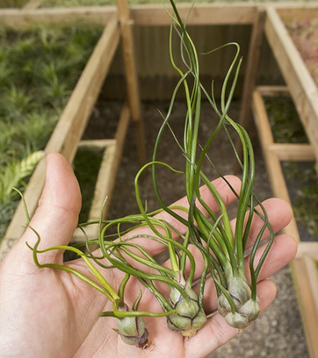 3 air plants with long, very thin tendril-like leaves and bulb-like bottoms.