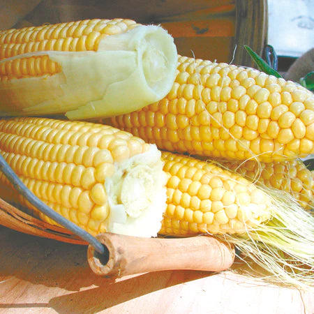 Zea mays 'Golden Bantam' (Corn) - Seed TS