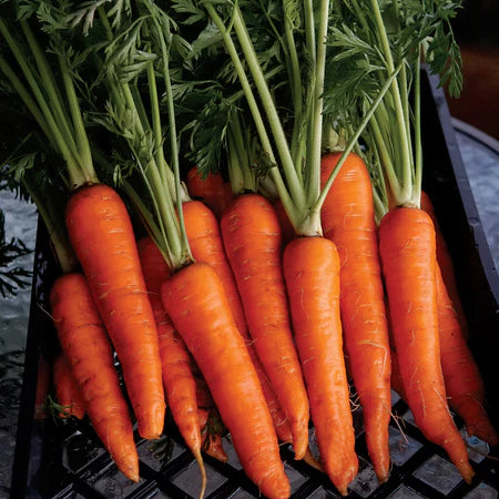 Daucus carota 'Rodelika' (Carrot) - Seed TS
