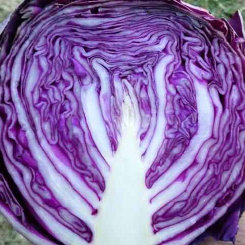 Brassica oleracea 'Red Express' (Cabbage) - Seed SS