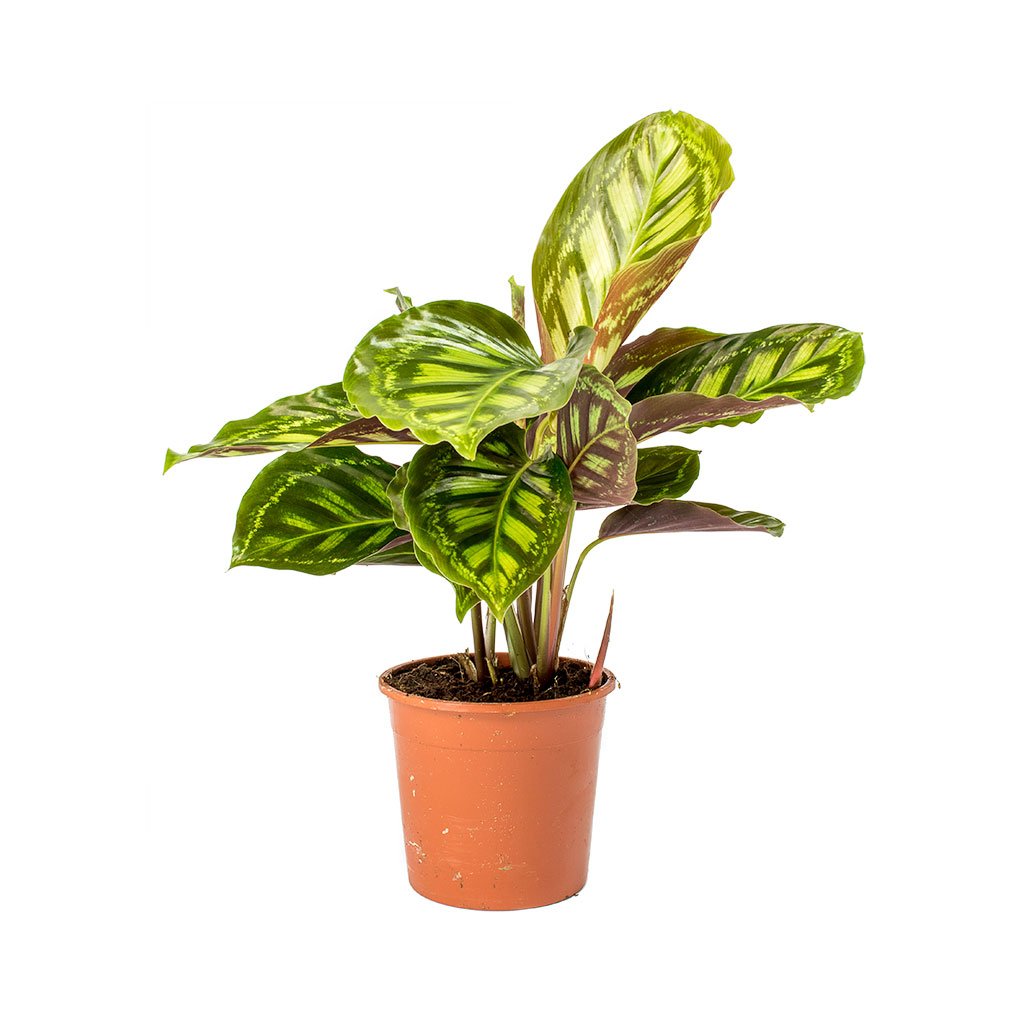 Potted plant with large pointed leaves. The surface of the leaves is richly patterned with alternating stripes of bright and dark green. The underside of the leaf is a pale maroon striped with bright green.