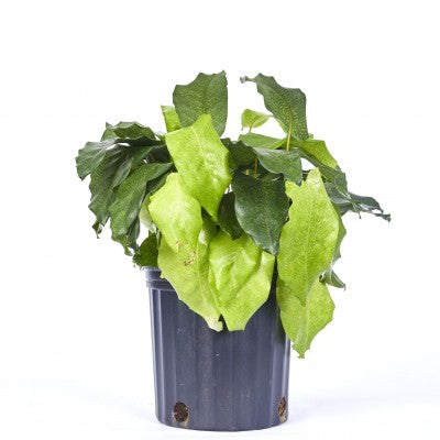 Calathea musaica 'Network' (Clalathea Network)