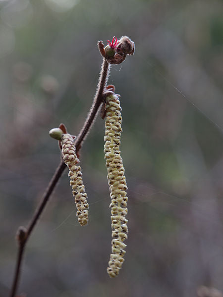 A brown, fuzzy-looking branch with 2 long, hanging catkins. There is a small bud above one of them and also on the end of the branch.