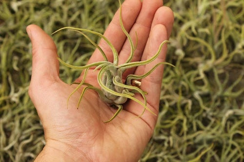 A hand holding a green air plant with twisting arms.