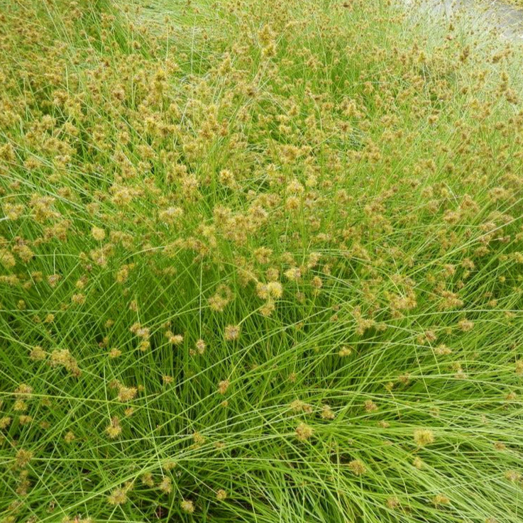 A large cluster of Chamisso Sedge plants. They have long green, grass-like stems that have fluffy-looking brown tops.