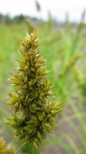 A close up of the top of a awl-fruited sedge with many, spike-looking pods. A field of long, grass-like stems is unfocused in the background.