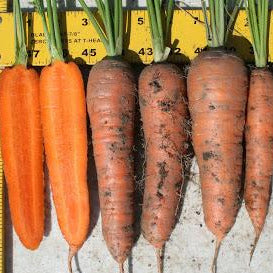 Carrot 'Kuroda Chantenay' (Daucus carota) - Seed SS