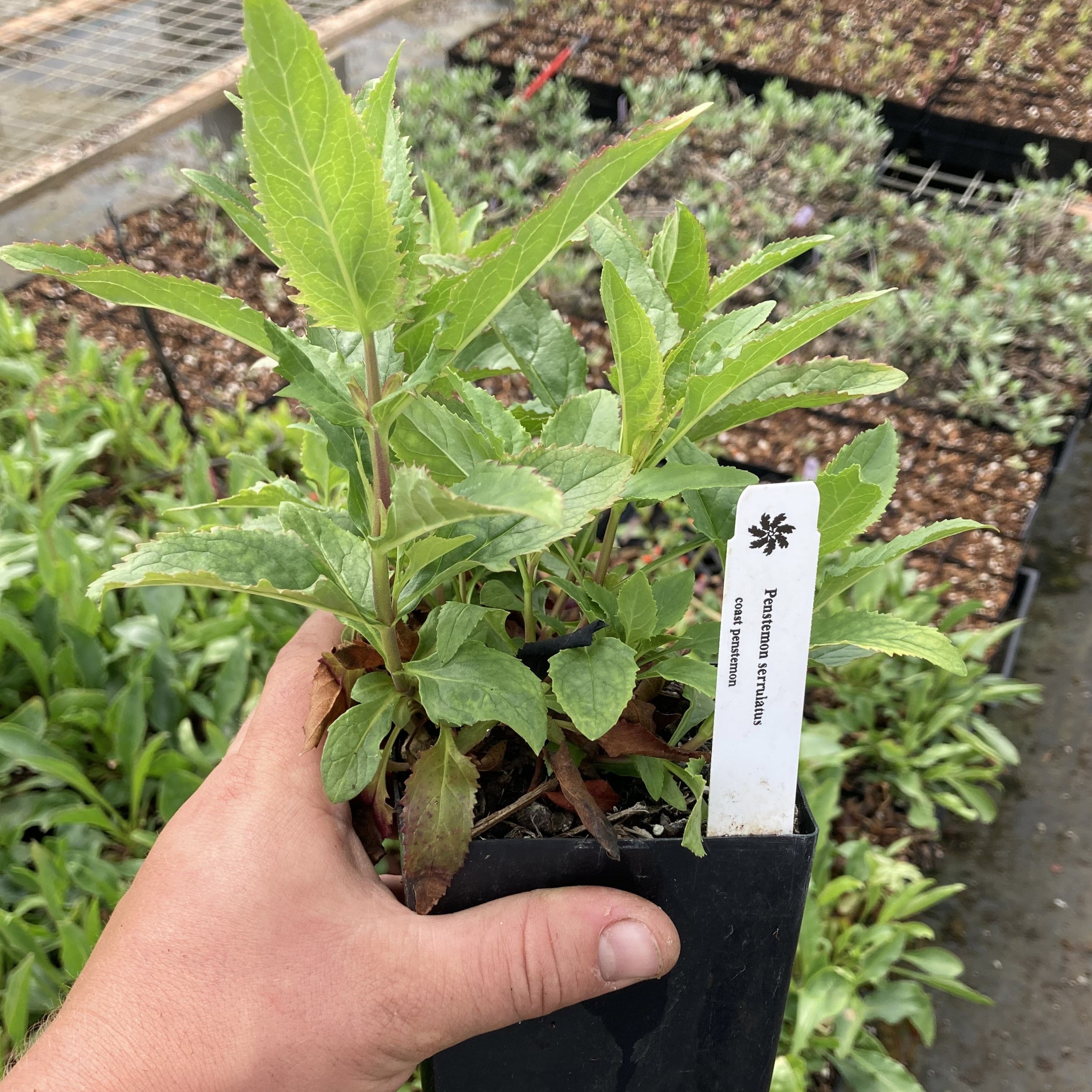 A Cascade Penstemon start is being held up, with other starts in the background. It has a barely visible light brown stem and long, soft green leaves. Leaves start small at the bottom and increase in size near the top of the plant. They have serrated edges. 