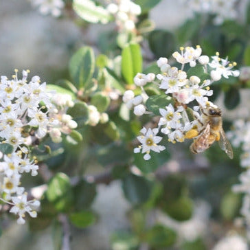 buckbrush plant Ceanothus cuneatus (Buckbrush)