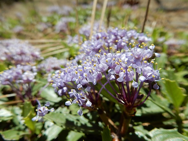 Several clusters of light purple flowers with yellow pollen at the tips of their stamens. Multiple flowers come from the same, woody stem. Closer to the base of the plant there are large, toothed leaves.