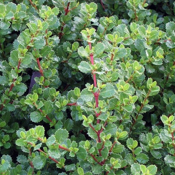 A red stemmed shrub with many very serrated green leaves.