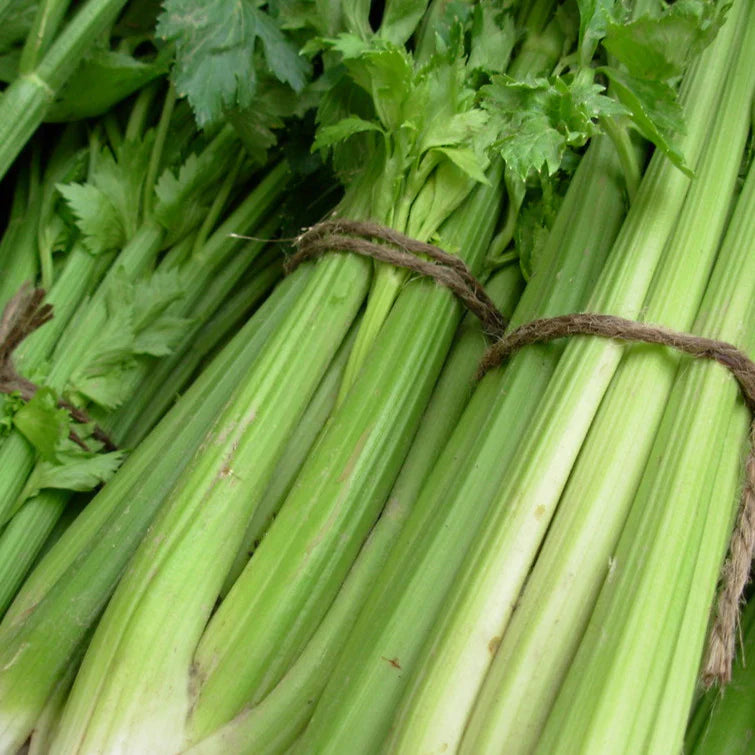 Celery 'Tall Utah' (Apium graveolens) - Seed SS