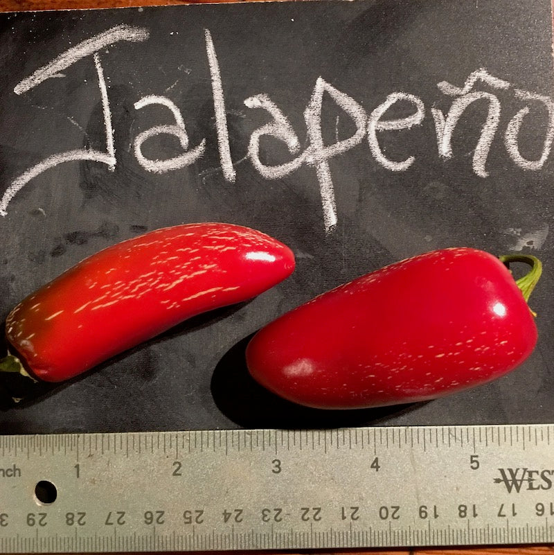 Pepper, Hot 'Early Jalapeno' (Capsicum annum) - Seed SS