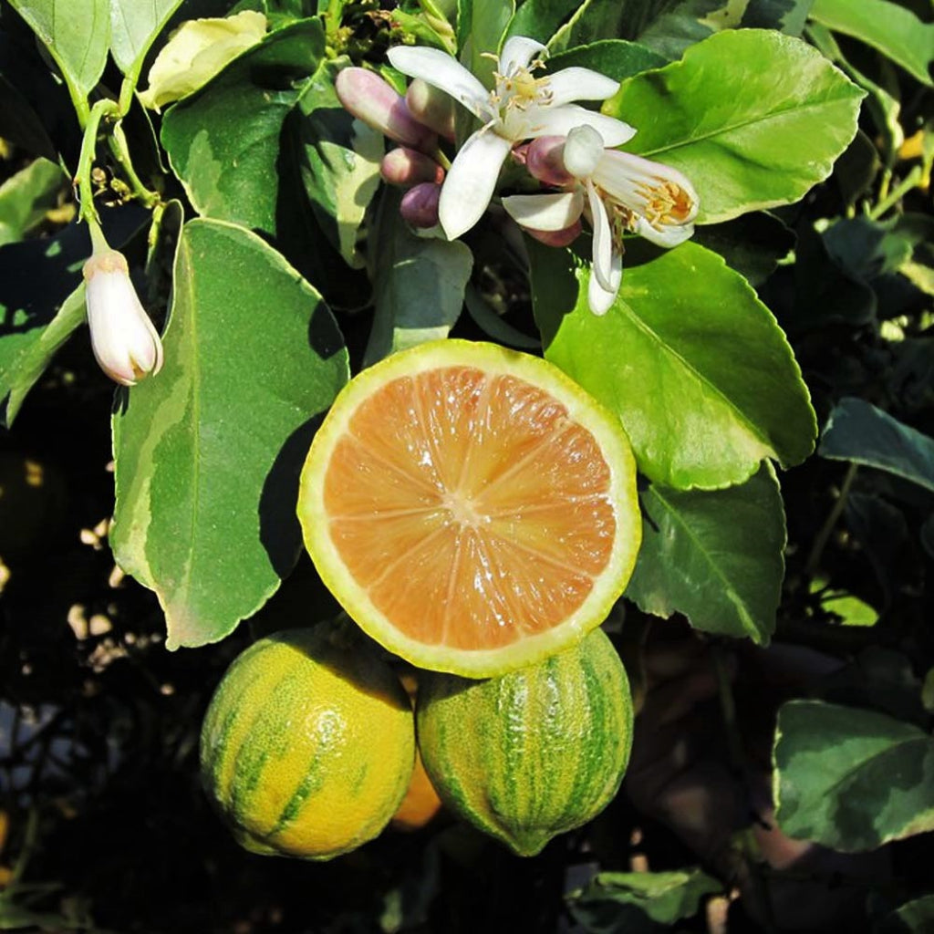 A sliced lemon reveals a pink-orange center. There are two lemons hanging behind it, they are yellow with green stripes. The tree has smooth green leaves with textured edges and a few white blossoms.