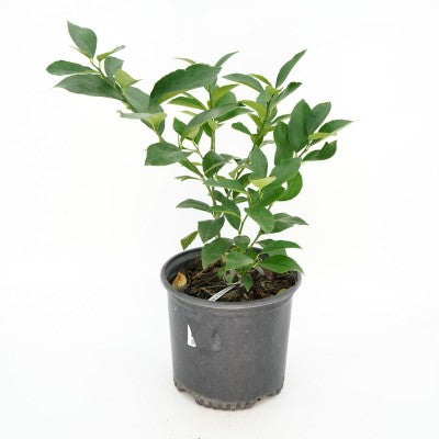 Persian Lime (Citrus x latifolia)