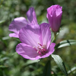 Pink flowers with paper-like purple petals. There are a few pink stamens in the center.