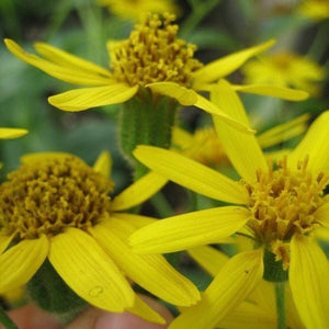 Bright yellow flowers sit atop single green stems. The flowers have pollen-filled centers.