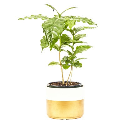 Coffee Plant | Coffea Arabica