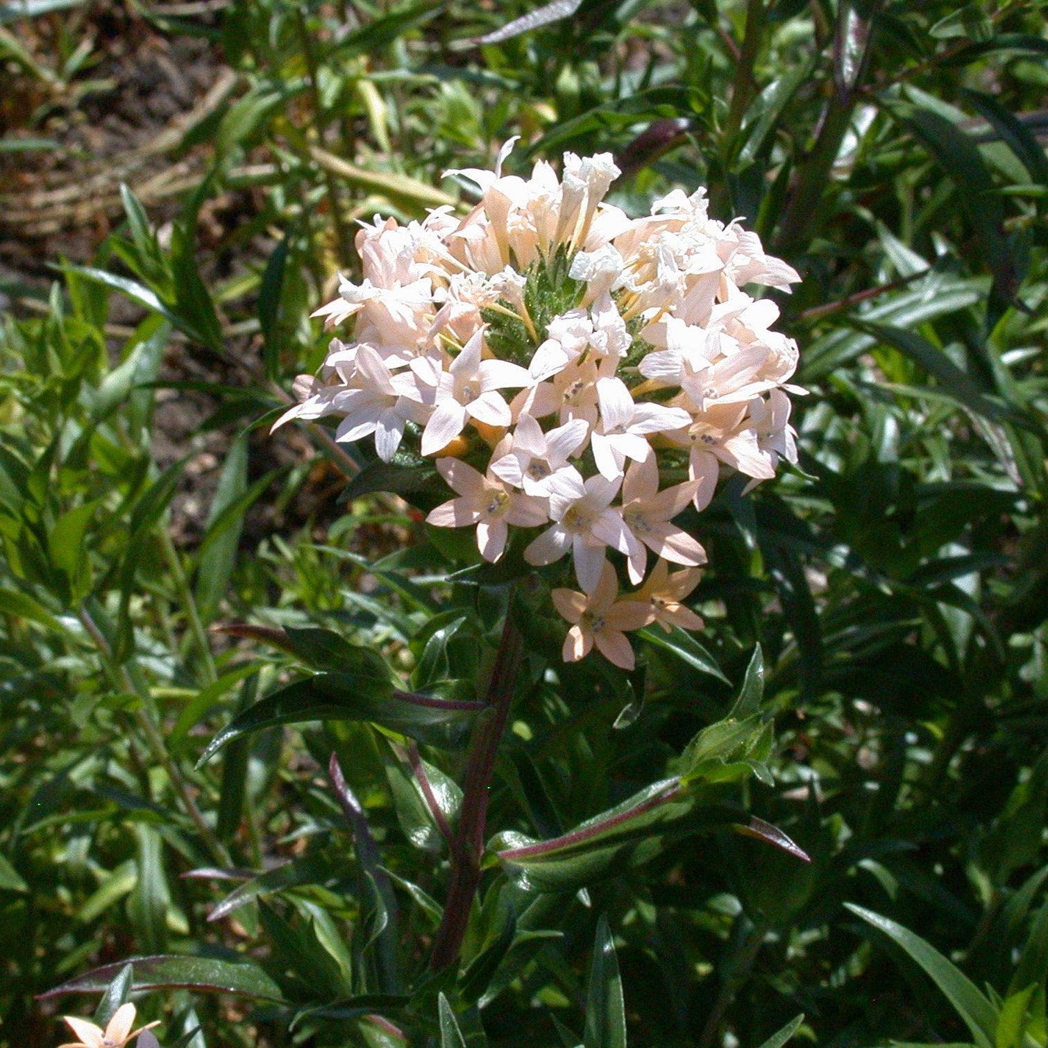 A plant with a red stem and dark green, long and slender leaves. At the top there is a burst of small pale pink flowers.