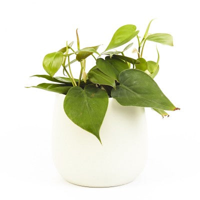 Philodendron cordatum 'Brazil' (Heart Leaf Philodendron)