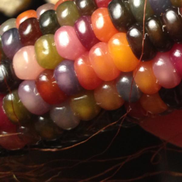 Zea mays 'Glass Gem' (Corn, Flint) - Seed SS