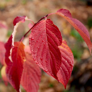 A close up of vibrant green leaves and a red stem.