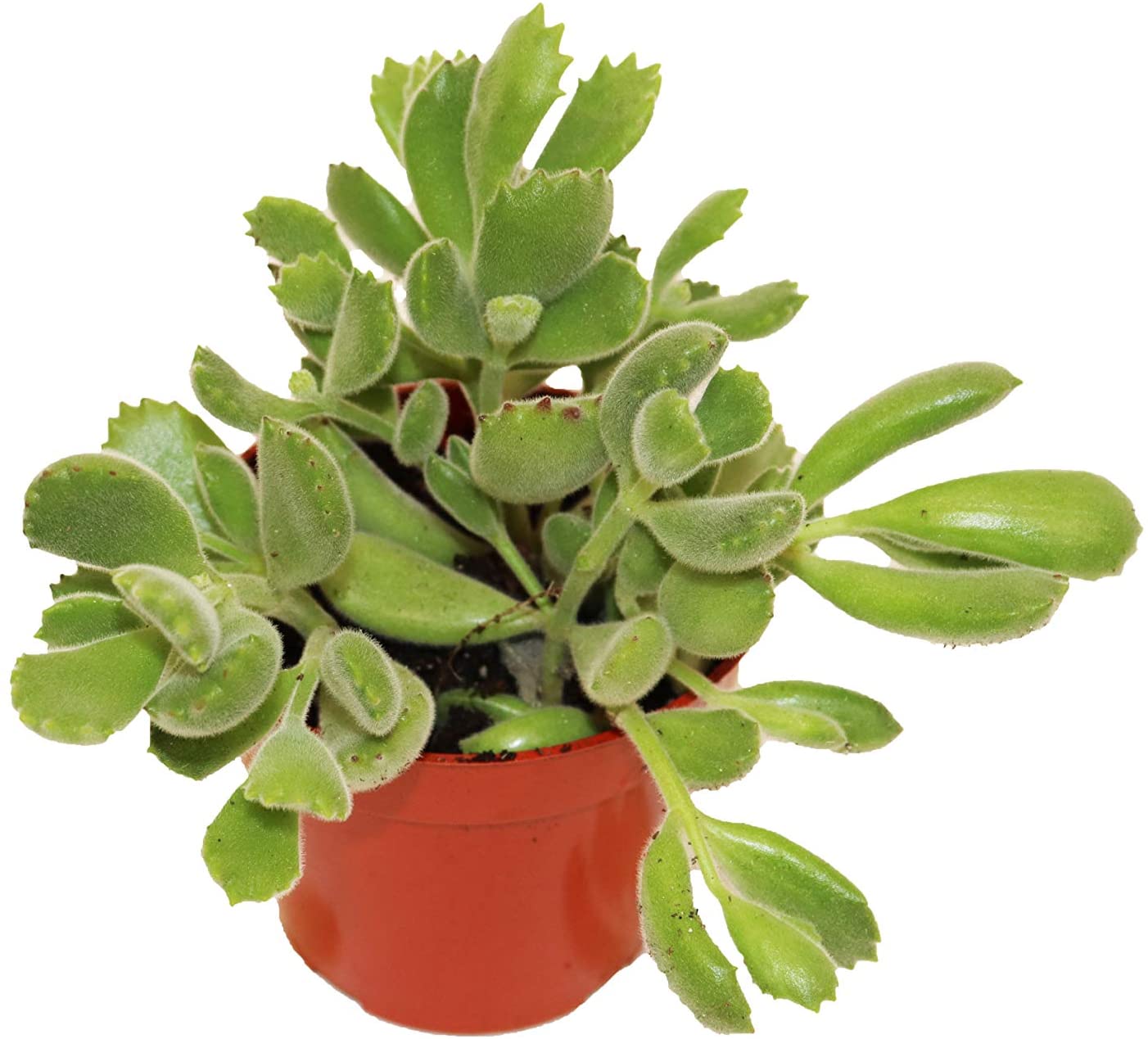 A green succulent with fuzzy plump leaves with serrated tips. It is growing from an orange planter.